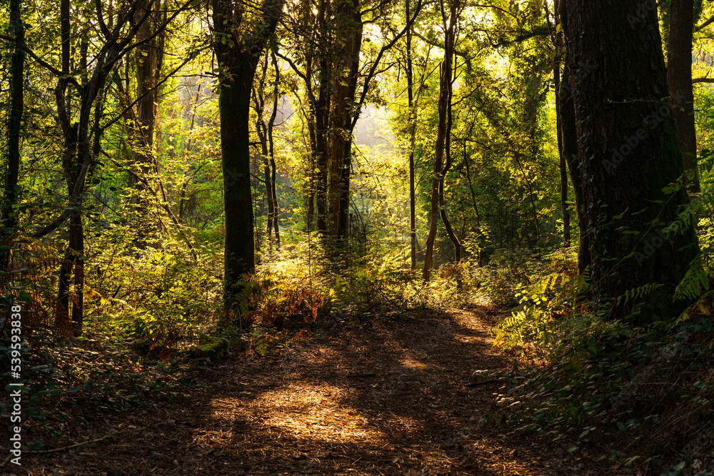 Backlit lush forest at dawn. photography made in Pontevedra, Galicia, Spain.