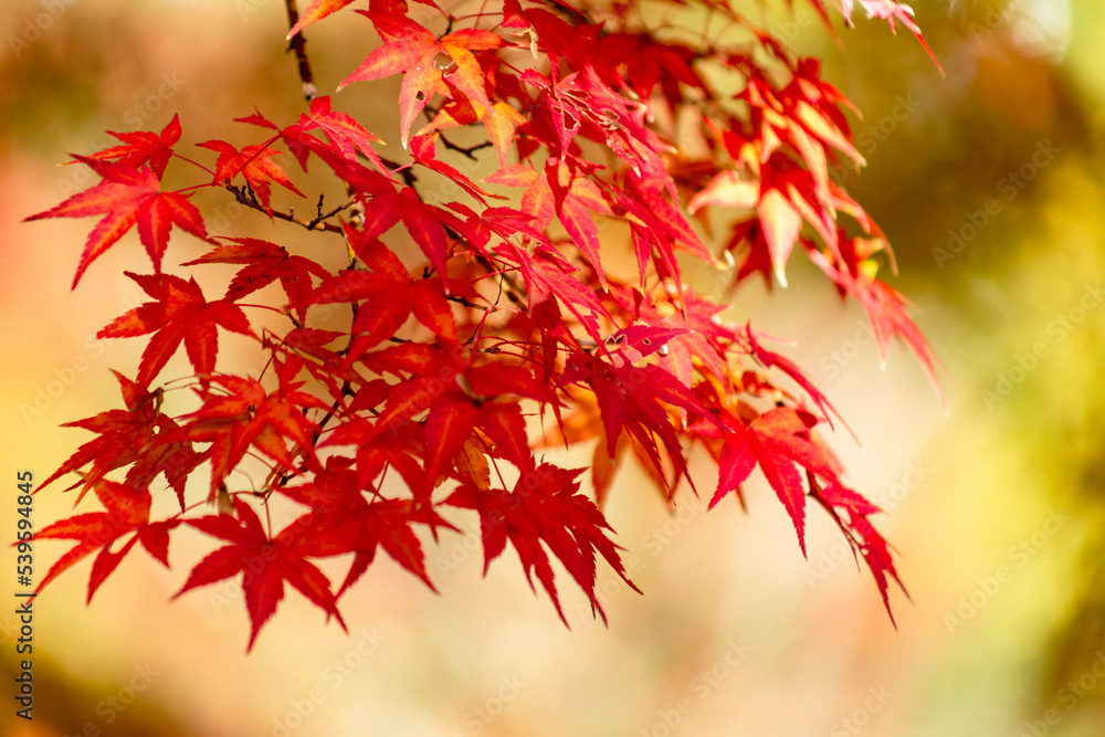 紅葉の葉をクローズアップ 紅葉の葉をクローズアップ