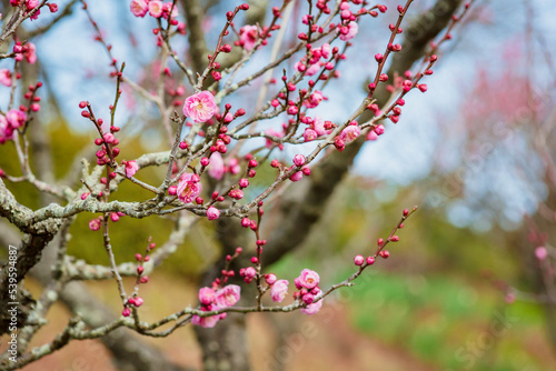 青空の中の紅梅の花	