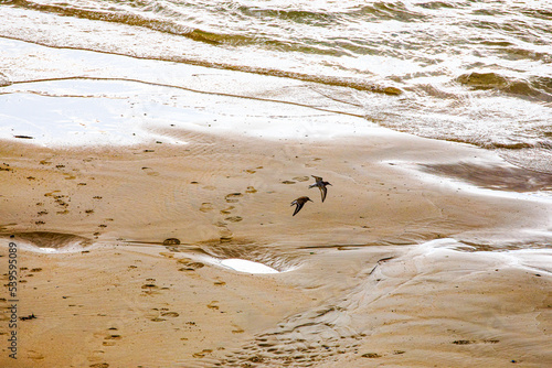 Fototapeta Naklejka Na Ścianę i Meble -  Footprints on a beach at Trebetherick in Cornwall as plovers fly across it