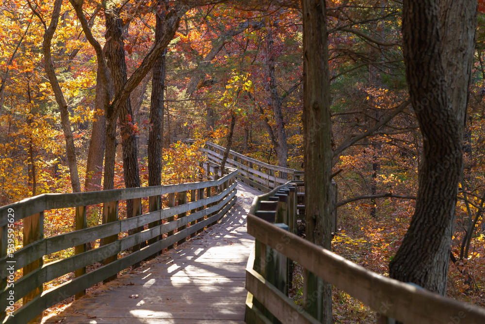 Wooden walkway through the park. Wooden walkway through the park.