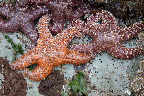 Sea Star Tofino Vancouver Island British Columbia Canada