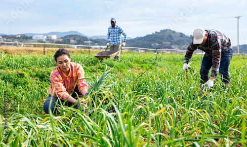 Asian female farmer with box of ripe garlic on the farmer plantation