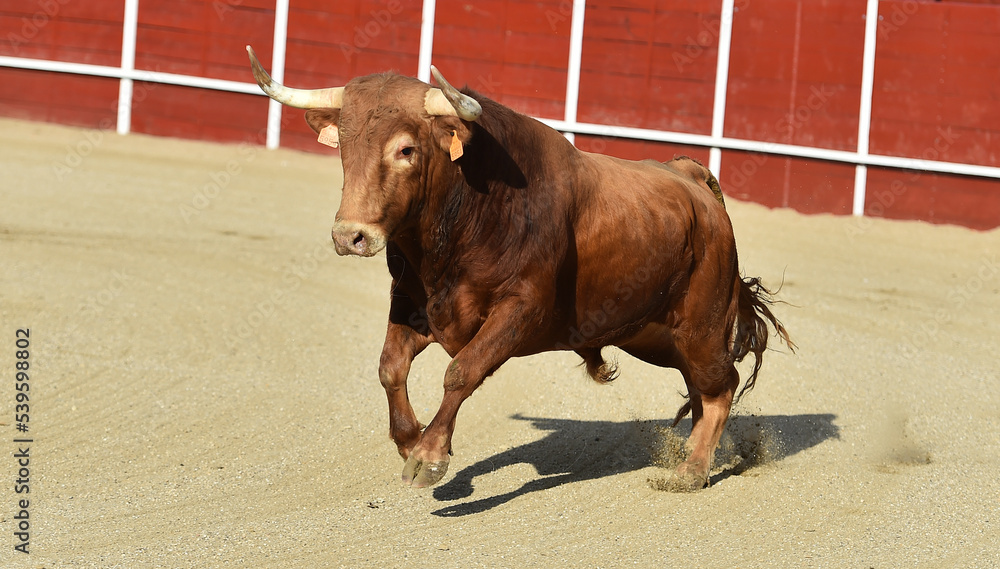 spanish red bull with big horns in a traditional spectacle of bullfight spanish red bull with big horns in a traditional spectacle of bullfight