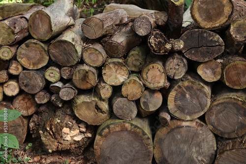 Pile of different cut wood logs outdoors  closeup