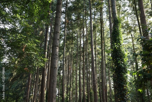 Fototapeta Naklejka Na Ścianę i Meble -  Beautiful view of green trees in forest