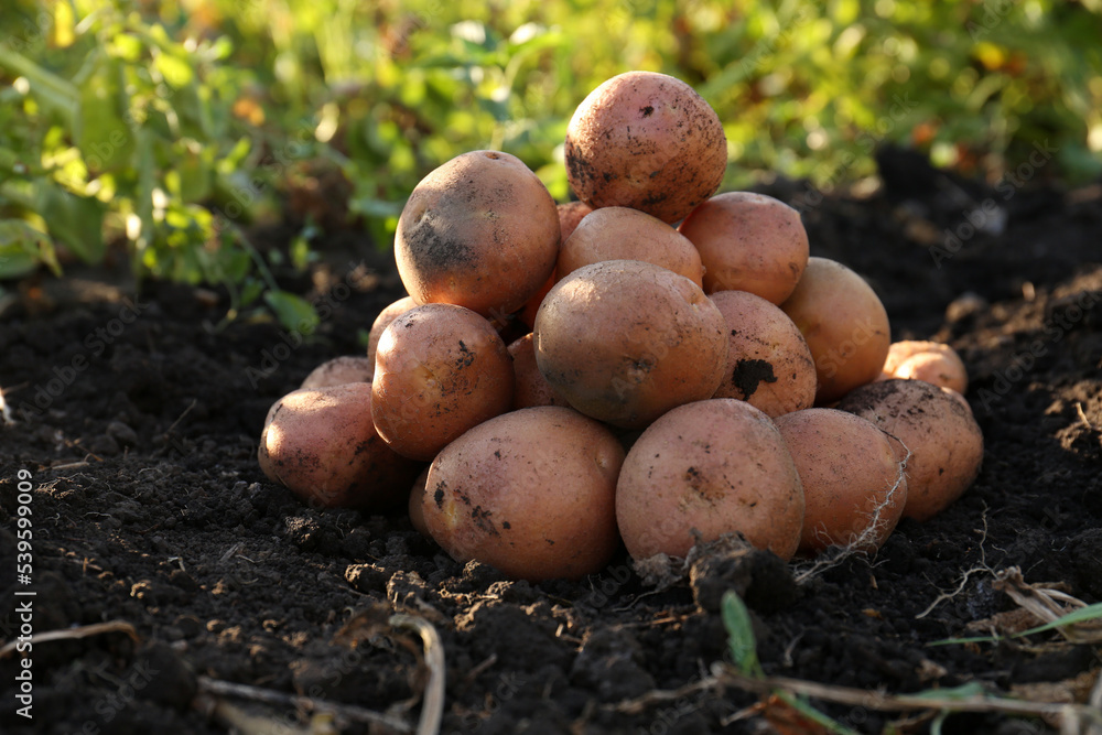 Pile of fresh ripe potatoes on ground outdoors Pile of fresh ripe potatoes on ground outdoors