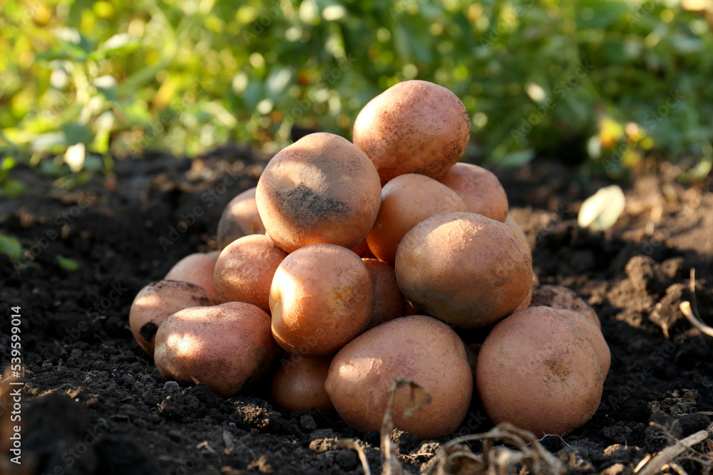 Pile of fresh ripe potatoes on ground outdoors Pile of fresh ripe potatoes on ground outdoors