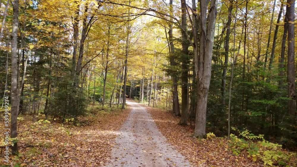 Fall Foliage and Golden Leaves Fall Foliage and Golden Leaves