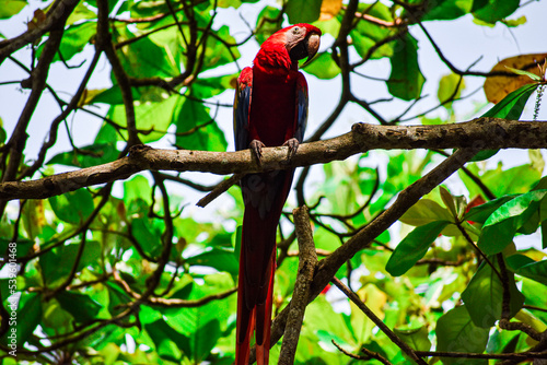 red and yellow macaw