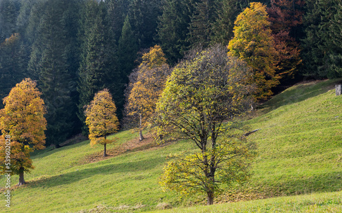 Fototapeta Naklejka Na Ścianę i Meble -  Schilpario, Italy: autumn colors.