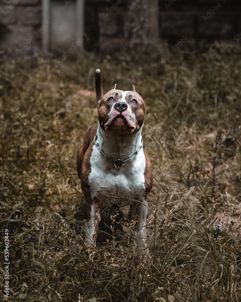 Muscle dog with serious expression Muscle dog with serious expression