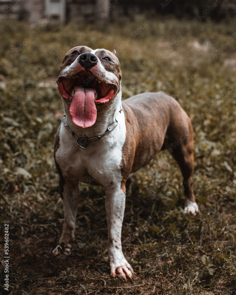Muscle dog, american staffordshire terrier, pit bull with tongue out
