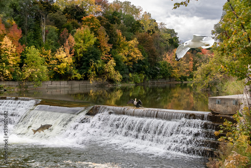 Bild auf Leinwand A salmon makes a valiant attempt to climb the waterfall at Etienne Brule Park in Etobicoke, Ontario as a seagull flies overhead and another bird spreads its wings on top of the cascade