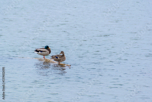 A couple of mallard ducks, one male and one female, stand on a log and admire the view in Lake Ontario in Toronto. © John