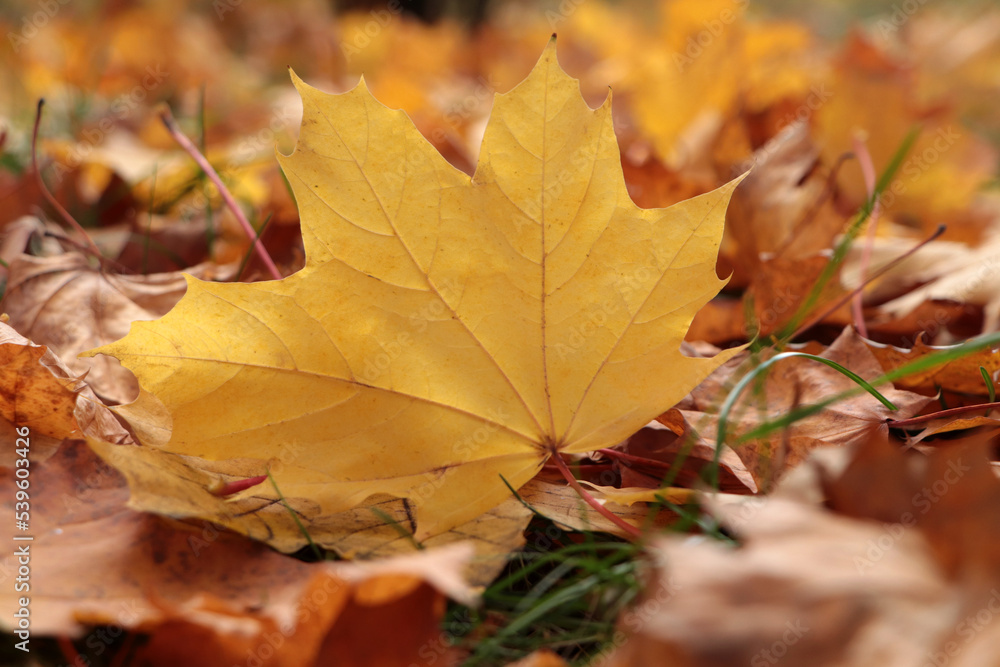 Pile of beautiful fallen leaves outdoors on autumn day, closeup