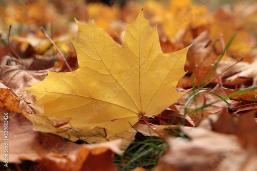 Pile of beautiful fallen leaves outdoors on autumn day  closeup