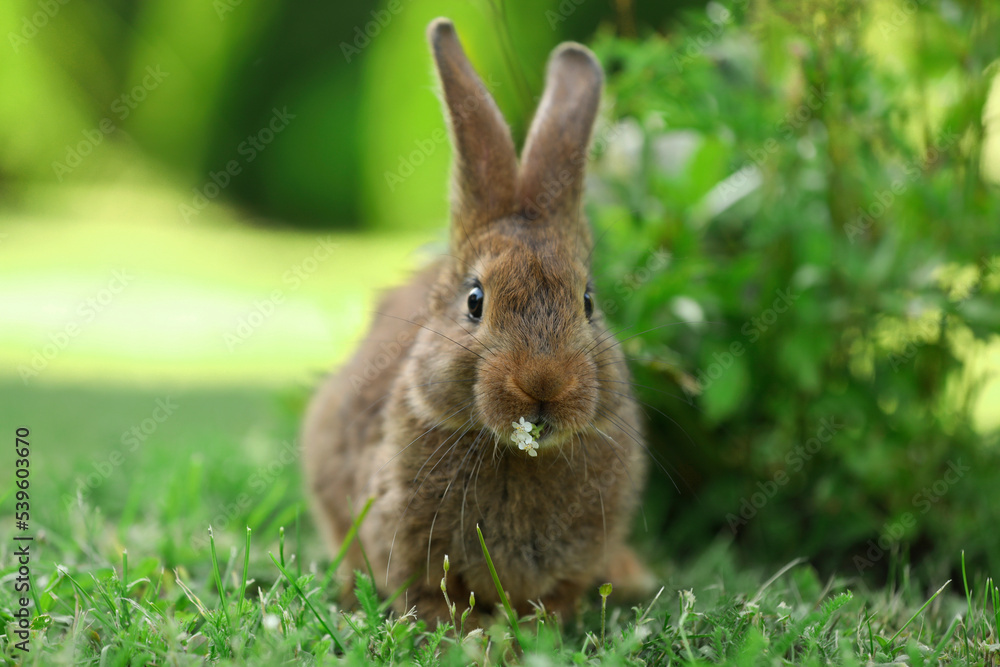 Cute fluffy rabbit eating flowers on green grass outdoors Cute fluffy rabbit eating flowers on green grass outdoors