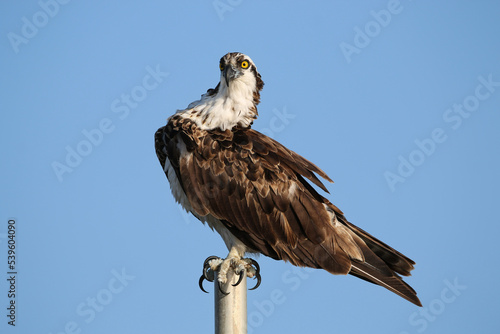 Osprey