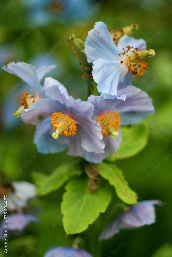 Closeup of sky blue flower blooming in the spring time. Closeup of sky blue flower blooming in the spring time.