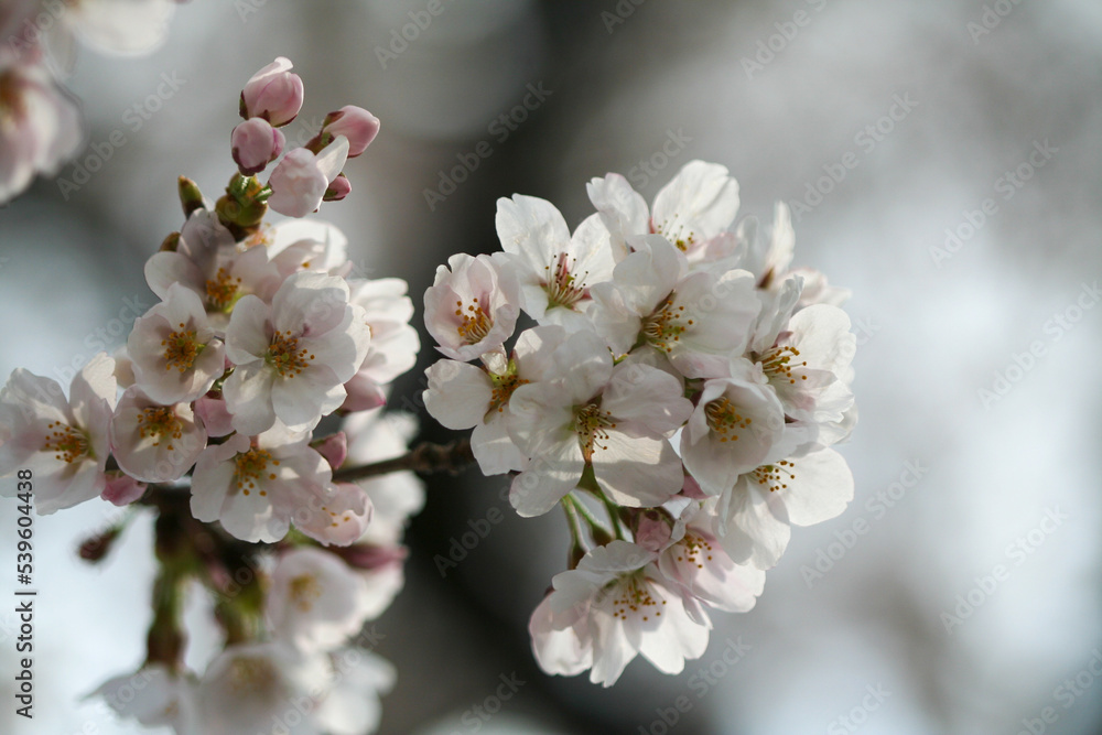 Closeup of cherry blossoms in the spring time. Closeup of cherry blossoms in the spring time.