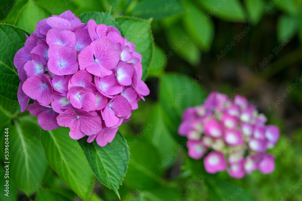 Closeup of purple flowers blooming in spring. Closeup of purple flowers blooming in spring.