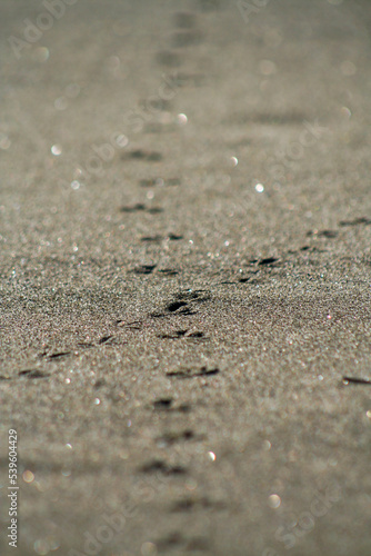 Closeup of 2 intersecting paths of bird footprints on the beach