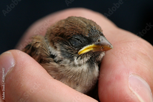 Closeup of a baby bird in a womans hand. © John