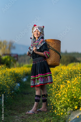 Hill tribe Asian woman in traditional clothes collecting Chrysanthemum with basket in tea plantations terrace, Chiang mai, Thailand collect Chrysanthemum