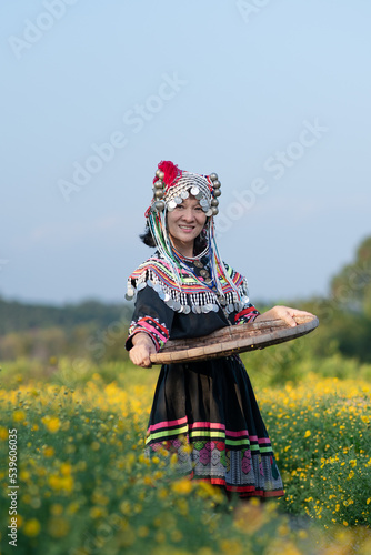 Hill tribe Asian woman in traditional clothes collecting Chrysanthemum with basket in tea plantations terrace, Chiang mai, Thailand collect Chrysanthemum