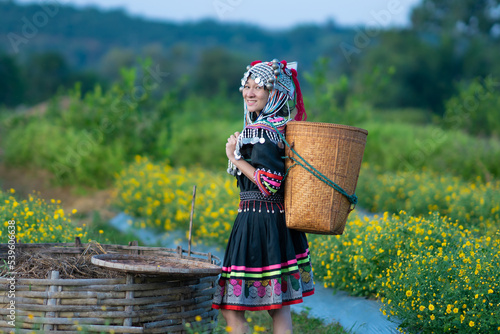 Hill tribe Asian woman in traditional clothes collecting Chrysanthemum with basket in tea plantations terrace, Chiang mai, Thailand collect Chrysanthemum