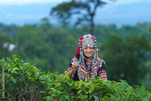 Hill tribe Asian woman in traditional clothes collecting tea leaves with basket in tea plantations terrace, Chiang mai, Thailand collect tea leaves