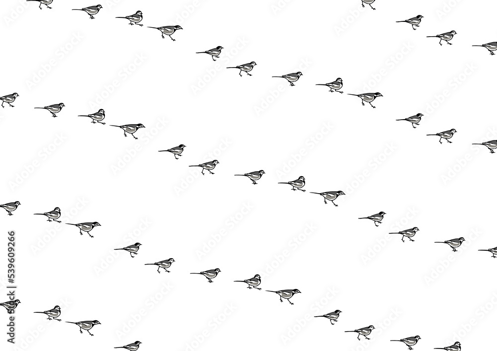 Fototapeta premium 鳥