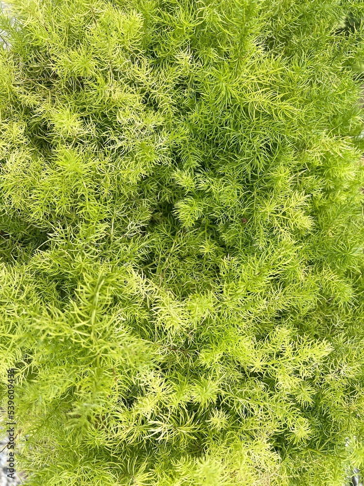 fresh green Asparagus fern in nature garden