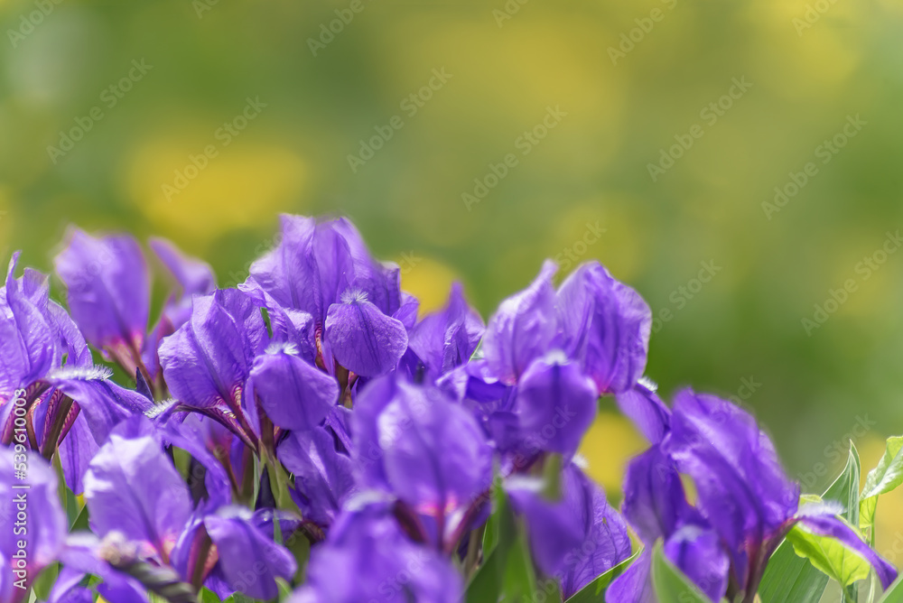 summer flowerbed with purple iris flowers, selective focus