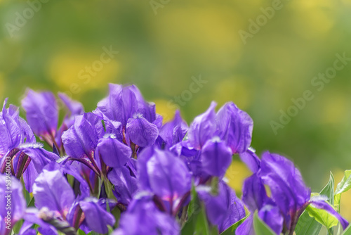 summer flowerbed with purple iris flowers  selective focus