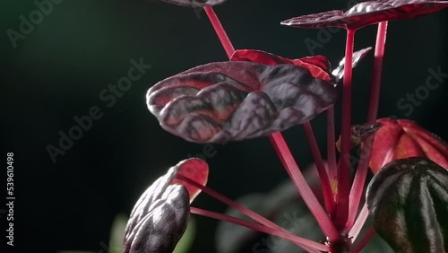 Peperomia Schumi red, close-up shot, slowly spinning plant on a colored background. Incredible transparent flowers. photo