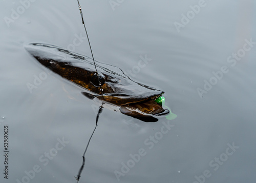 Catching A Pike Fish