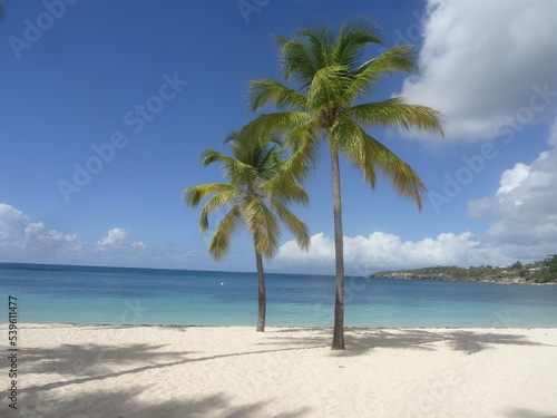 Fototapeta Naklejka Na Ścianę i Meble -  Des palmiers sur la plage de sable blanc, devant la mer turquoise