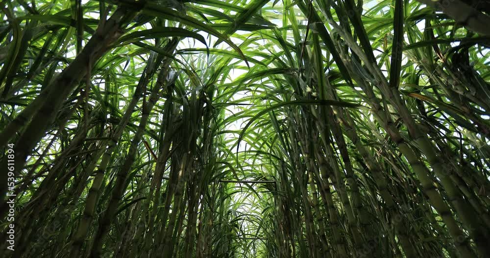 Sugarcane field with plants growing Sugarcane field with plants growing