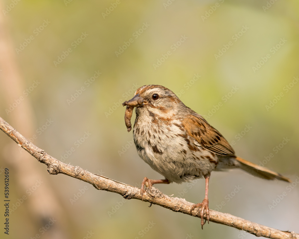 A Song Sparrow gets the worm A Song Sparrow gets the worm