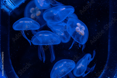 jellyfish at aquarium, dangerous animals © waranyu