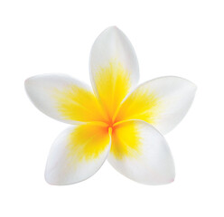 Frangipani flower isolated on transparent png