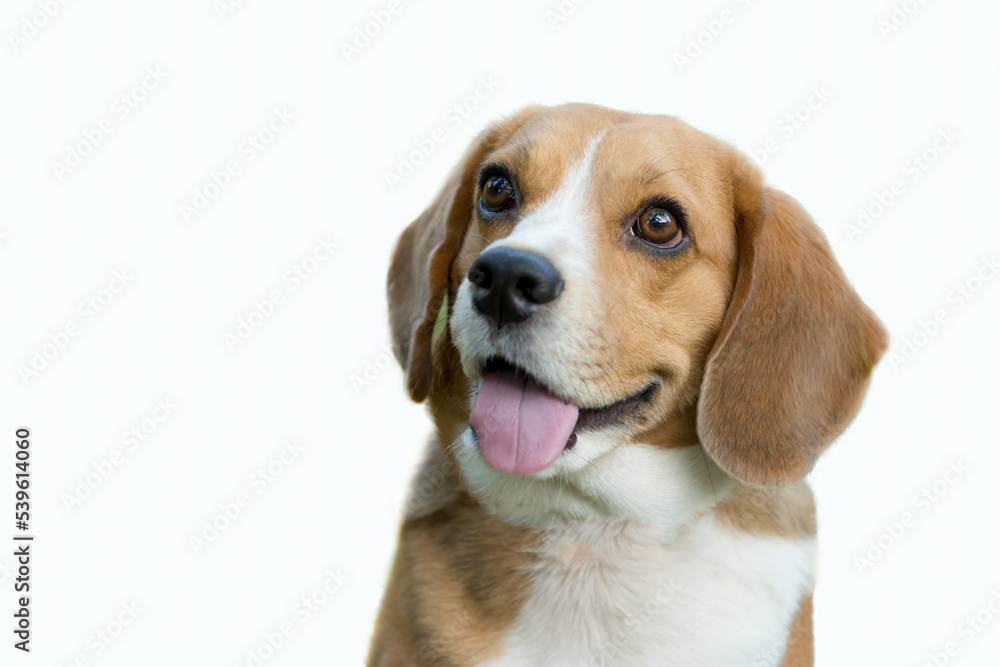 Beagle dog on white background, Portrait cute face Beagle, closeup Beagle.