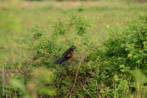 Bubut Besar ( The Greater coucal ) is a species of bird in the Cuculidae family. The greater coucal or crow pheasant.