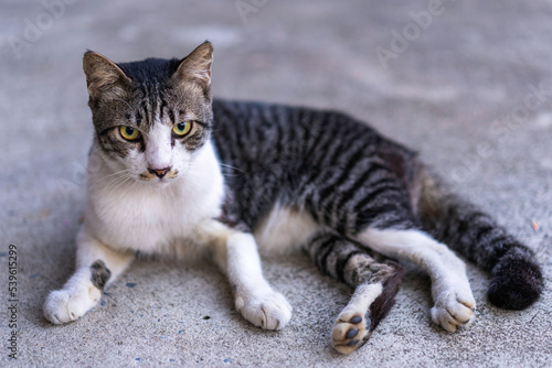 Young gray and white cat.