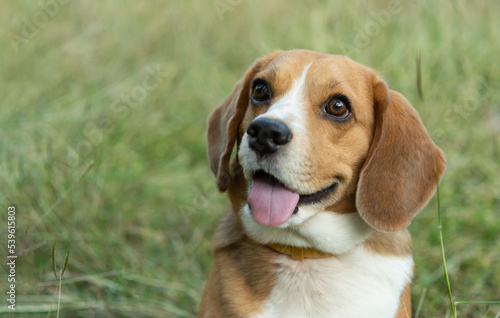 Portrait cute face Beagle dog on Meadow. closeup Beagle.