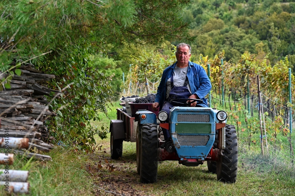 Obraz premium Man driving tractor with trailer in vineyard
