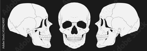 Human Skull (Left-Right and Front View) Vector Drawing  / Ai Illustrator 
