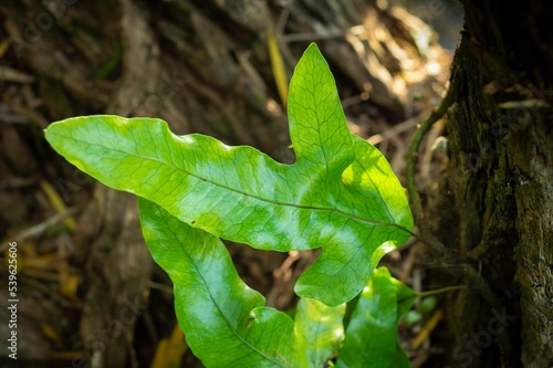 Closeup of growing fern leaves photo